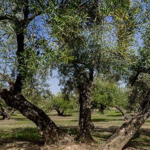 Olivo Torredonjimeno